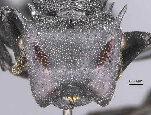 Cephalotes atratus specimen CASENT0912581 image casent0912581_2