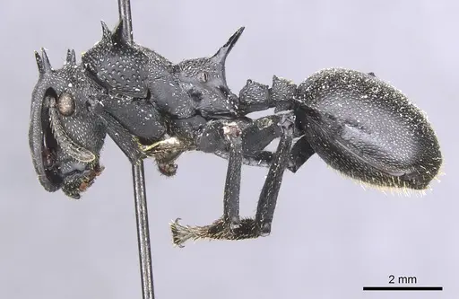 Cephalotes atratus specimen CASENT0912581 image casent0912581_3