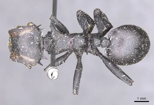 Cephalotes atratus specimen CASENT0912582 image casent0912582_1