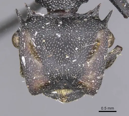 Cephalotes atratus specimen CASENT0912582 image casent0912582_2