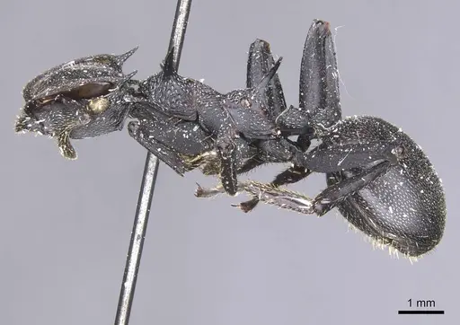 Cephalotes atratus specimen CASENT0912582 image casent0912582_3