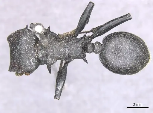 Cephalotes atratus specimen CASENT0912583 image casent0912583_1