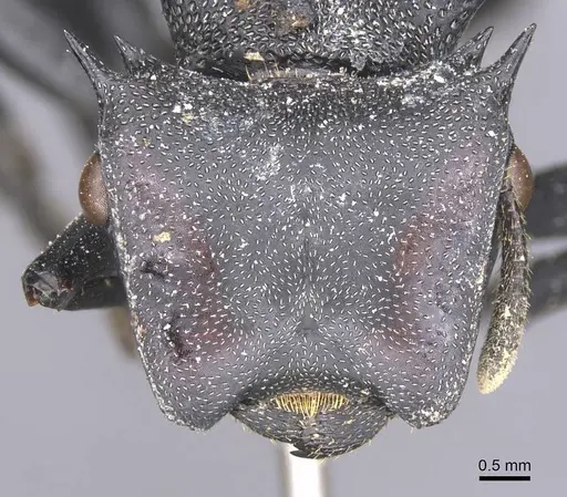 Cephalotes atratus specimen CASENT0912583 image casent0912583_2