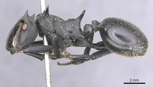 Cephalotes atratus specimen CASENT0912583 image casent0912583_3