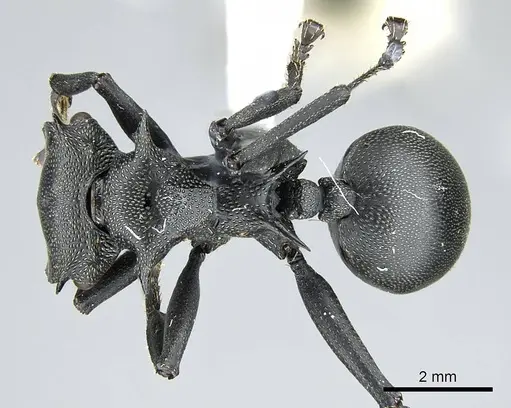 Cephalotes atratus specimen CASENT0914461 image casent0914461_1
