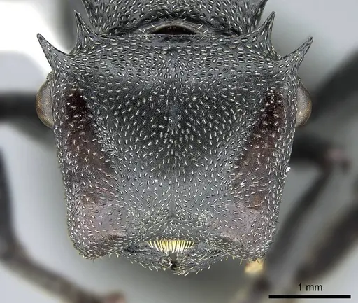 Cephalotes atratus specimen CASENT0914461 image casent0914461_2