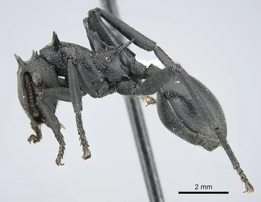 Cephalotes atratus specimen CASENT0914461 image casent0914461_3