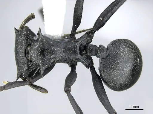Cephalotes atratus specimen CASENT0914462 image casent0914462_1