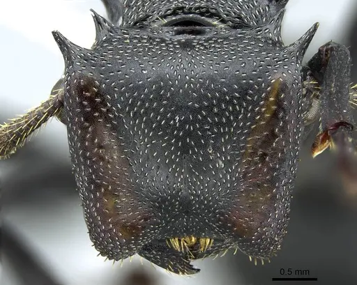 Cephalotes atratus specimen CASENT0914462 image casent0914462_2