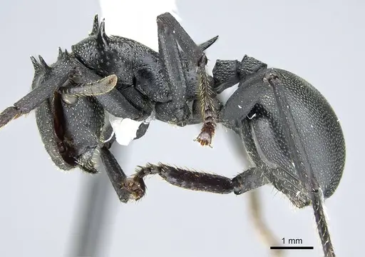 Cephalotes atratus specimen CASENT0914462 image casent0914462_3