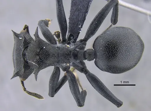Cephalotes atratus specimen CBUMAGENT41883 image cbumagent41883_1