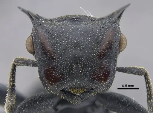 Cephalotes atratus specimen CBUMAGENT41883 image cbumagent41883_2