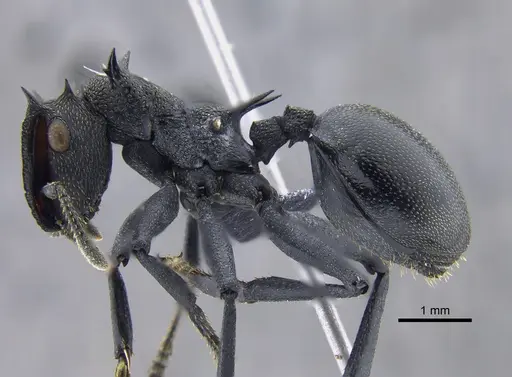 Cephalotes atratus specimen CBUMAGENT41883 image cbumagent41883_3