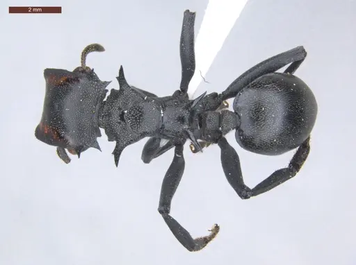 Cephalotes atratus specimen ECOFOG-SL13-1124-08 image ecofog-sl13-1124-08_1