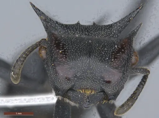 Cephalotes atratus specimen ECOFOG-SL13-1124-08 image ecofog-sl13-1124-08_2
