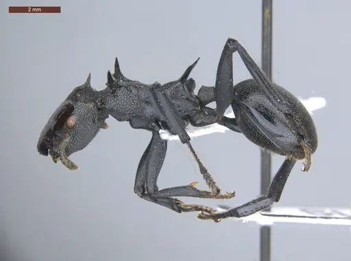 Cephalotes atratus specimen ECOFOG-SL13-1124-08 image ecofog-sl13-1124-08_3