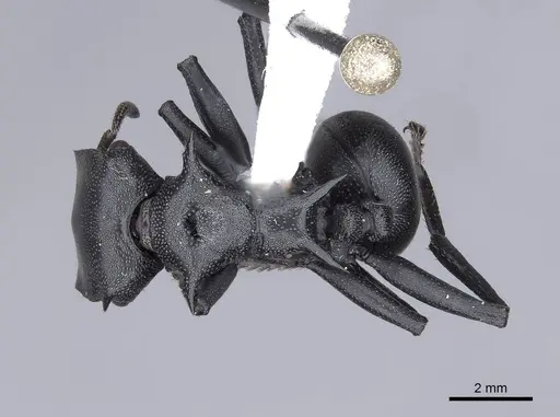 Cephalotes atratus specimen FMNHINS0000047364 image fmnhins0000047364_1