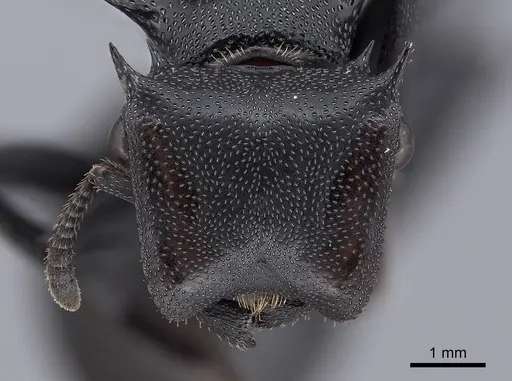 Cephalotes atratus specimen FMNHINS0000047364 image fmnhins0000047364_2