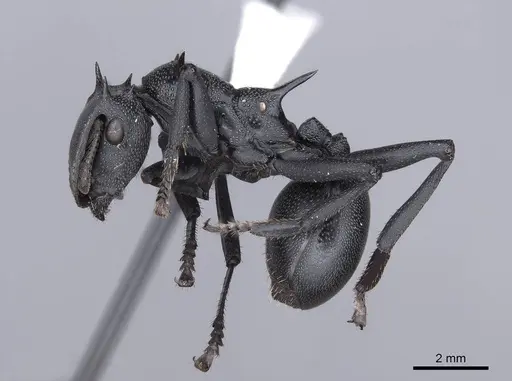 Cephalotes atratus specimen FMNHINS0000047364 image fmnhins0000047364_3