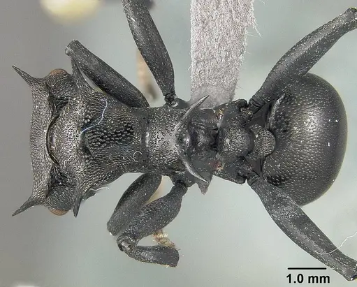 Cephalotes atratus specimen USNMENT01124203 image usnment01124203_1
