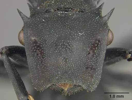 Cephalotes atratus specimen USNMENT01124203 image usnment01124203_2