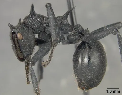 Cephalotes atratus specimen USNMENT01124203 image usnment01124203_3