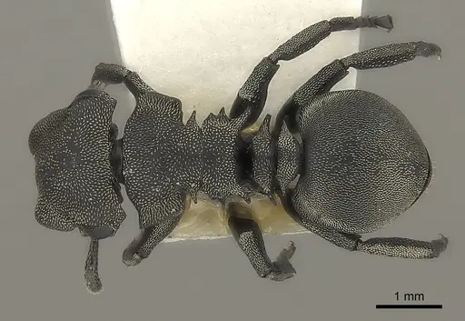 Cephalotes basalis specimen CASENT0217833 image casent0217833_1
