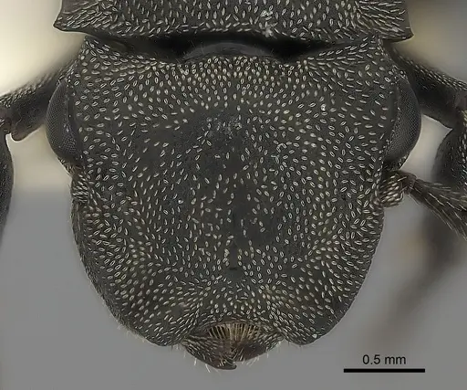 Cephalotes basalis specimen CASENT0217833 image casent0217833_2