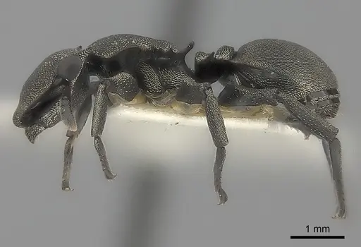 Cephalotes basalis specimen CASENT0217833 image casent0217833_3