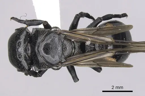 Cephalotes basalis specimen CASENT0627933 image casent0627933_1