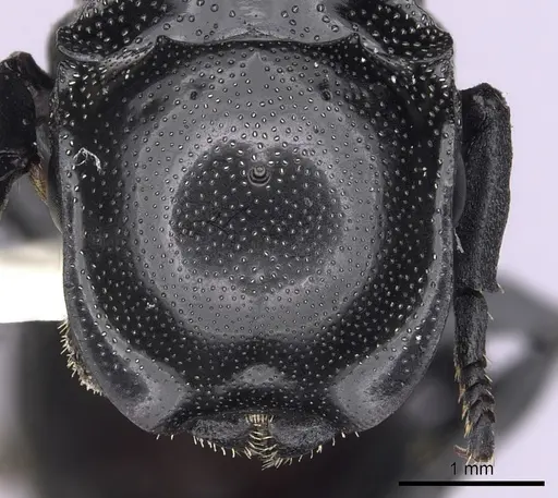 Cephalotes basalis specimen CASENT0627933 image casent0627933_2