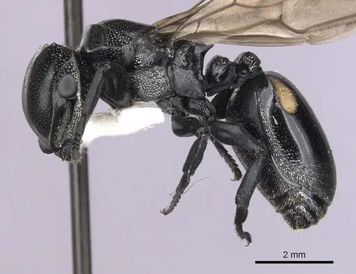 Cephalotes basalis specimen CASENT0627933 image casent0627933_3