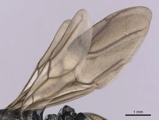 Cephalotes basalis specimen CASENT0627933 image casent0627933_4