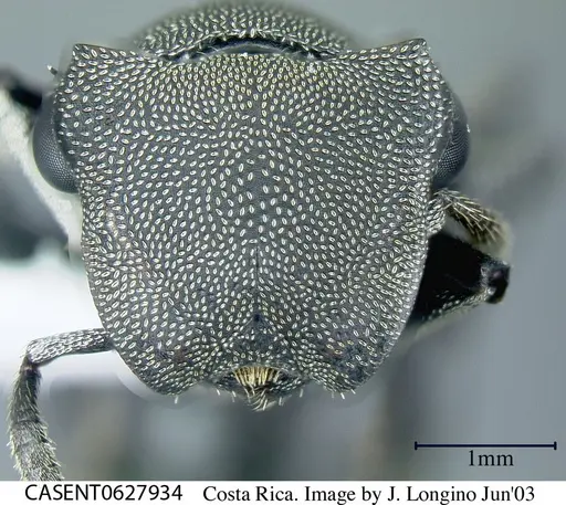 Cephalotes basalis specimen CASENT0627934 image casent0627934_2