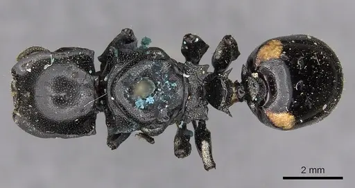 Cephalotes basalis specimen CASENT0900246 image casent0900246_1