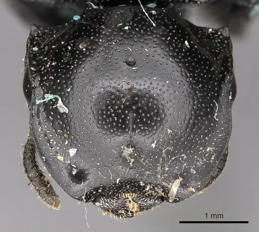 Cephalotes basalis specimen CASENT0900246 image casent0900246_2