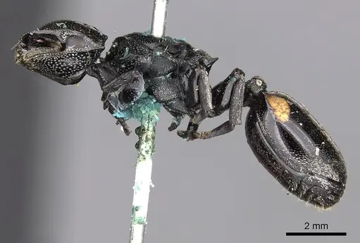 Cephalotes basalis specimen CASENT0900246 image casent0900246_3