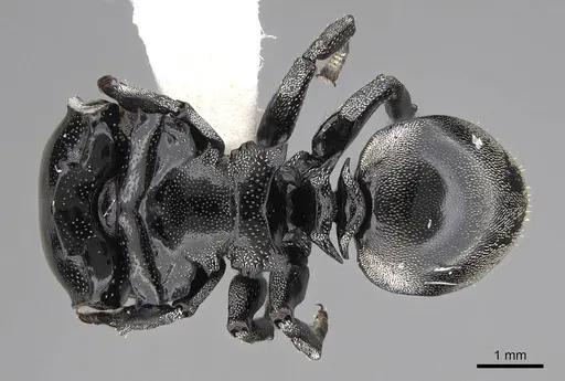 Cephalotes basalis specimen CASENT0922590 image casent0922590_1