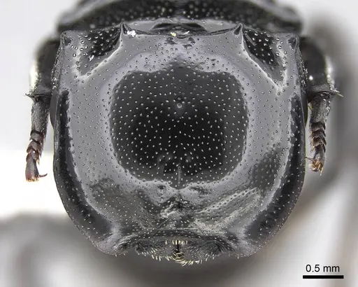 Cephalotes basalis specimen CASENT0922590 image casent0922590_2