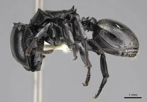 Cephalotes basalis specimen CASENT0922590 image casent0922590_3