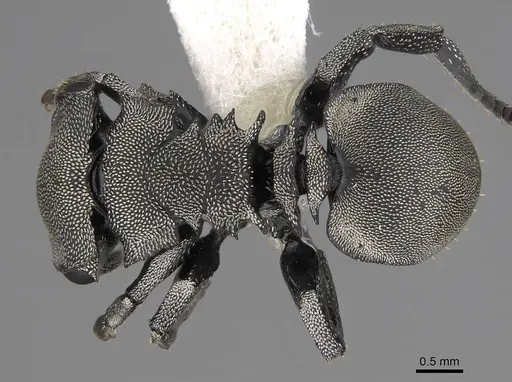 Cephalotes basalis specimen CASENT0922591 image casent0922591_1
