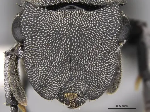 Cephalotes basalis specimen CASENT0922591 image casent0922591_2