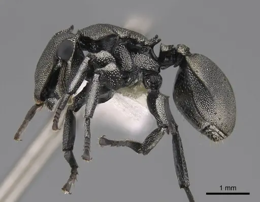 Cephalotes basalis specimen CASENT0922591 image casent0922591_3