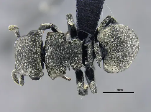 Cephalotes basalis specimen CBUMAGENT39741 image cbumagent39741_1