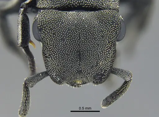 Cephalotes basalis specimen CBUMAGENT39741 image cbumagent39741_2