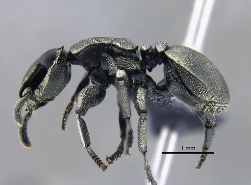 Cephalotes basalis specimen CBUMAGENT39741 image cbumagent39741_3