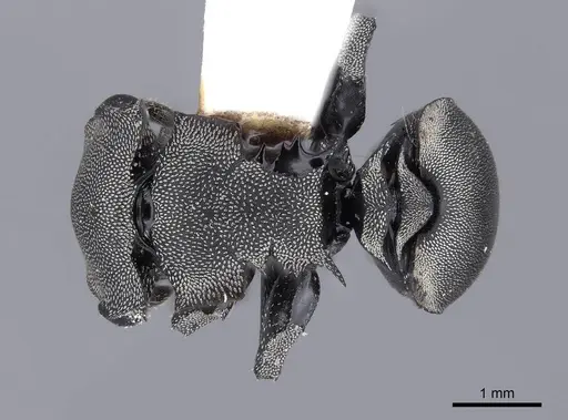 Cephalotes basalis specimen FMNHINS0000047649 image fmnhins0000047649_1