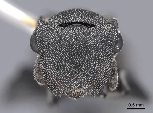 Cephalotes basalis specimen FMNHINS0000047649 image fmnhins0000047649_2