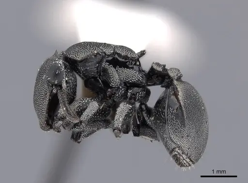 Cephalotes basalis specimen FMNHINS0000047649 image fmnhins0000047649_3