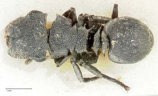 Cephalotes basalis specimen FOCOL2145 image focol2145_1